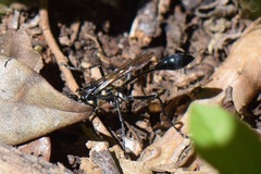 Eremnophila