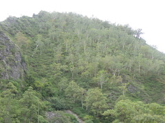 Eucalyptus alba