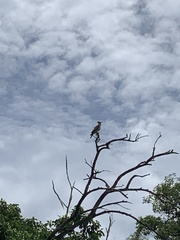 Pernis ptilorhynchus torquatus