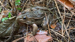 Pelophylax nigromaculatus