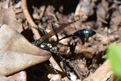 Eremnophila