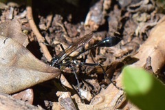 Eremnophila