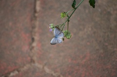 Pseudozizeeria maha okinawana