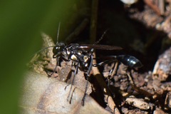 Eremnophila