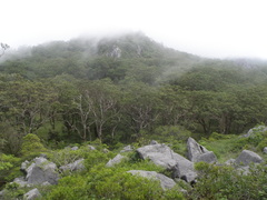 Eucalyptus urophylla