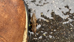 Gryllotalpa orientalis