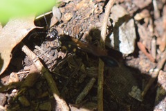 Eremnophila