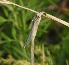 Enallagma cyathigerum