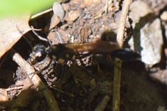 Eremnophila