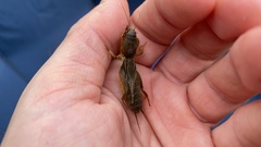 Gryllotalpa orientalis