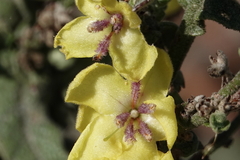 Verbascum sinuatum