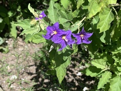 Solanum houstonii