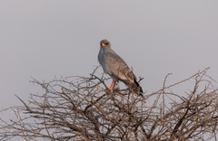 Melierax canorus argentior