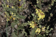 Verbascum sinuatum