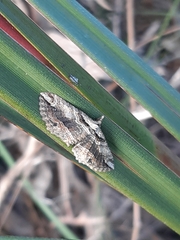 Chrysolarentia leucophanes