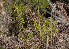 Blechnum minus