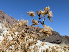 Brickellia microphylla