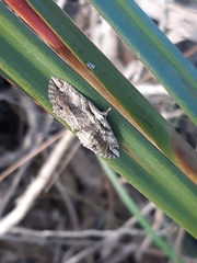 Chrysolarentia leucophanes