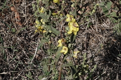 Verbascum sinuatum