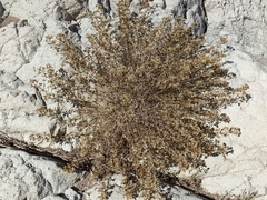 Brickellia microphylla