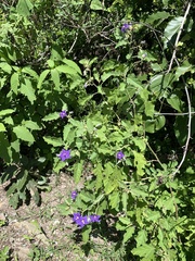Solanum houstonii