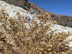Brickellia microphylla