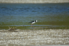 Himantopus leucocephalus