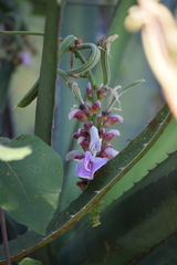 Canavalia septentrionalis