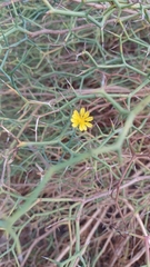 Launaea arborescens