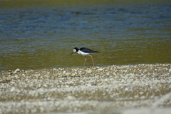 Himantopus leucocephalus