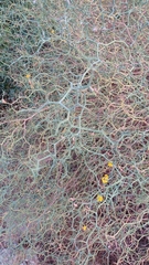 Launaea arborescens