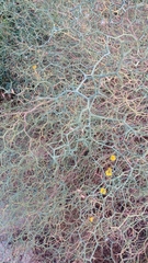 Launaea arborescens