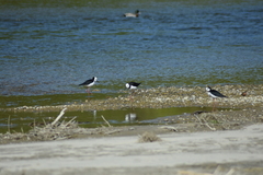Himantopus leucocephalus