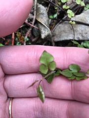 Muehlenbeckia australis