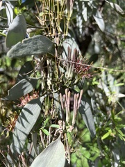 Amyema quandang