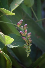 Canavalia septentrionalis