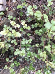 Muehlenbeckia australis