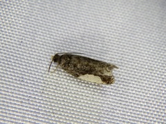 Statherotmantis shicotana