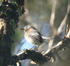 Chasiempis sclateri