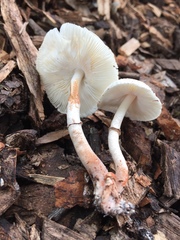 Leucoagaricus mucrocystis