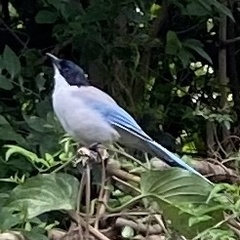 Cyanopica cyanus