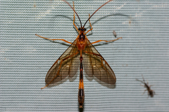 Stauropoctonus bombycivorus