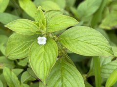 Spermacoce latifolia