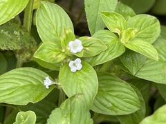 Spermacoce latifolia