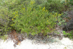 Persoonia virgata