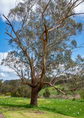 Eucalyptus ovata