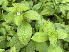 Spermacoce latifolia