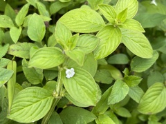 Spermacoce latifolia