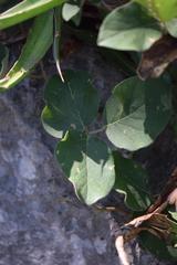 Canavalia septentrionalis