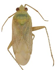 Solenoxyphus punctipennis